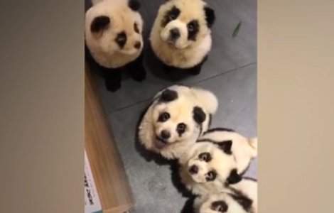 Proprietarii unei cafenele, criticati dupa ce au vopsit caini Chow-Chow in panda/ VIDEO