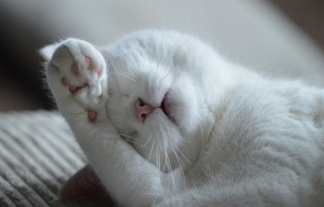 Doi italieni au supravietuit unei alunecari de teren, dupa ce au fost treziti din somn de pisicile lor/ FOTO