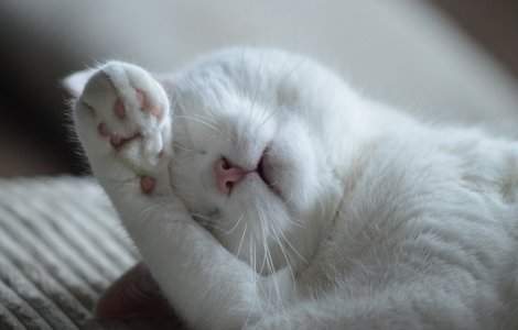 Doi italieni au supravietuit unei alunecari de teren, dupa ce au fost treziti din somn de pisicile lor/ FOTO