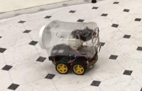 Soareci invatati sa conduca masinute in cadrul unui experiment