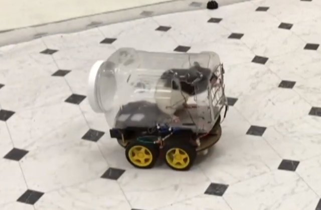 Soareci invatati sa conduca masinute in cadrul unui studiu inedit