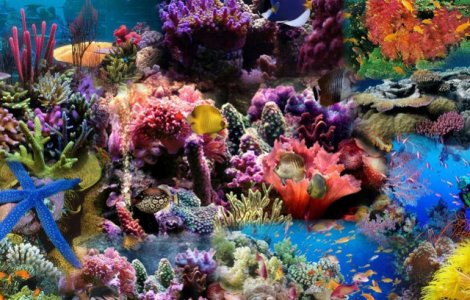 Suprafata acoperita de corali in jurul unor insule din Marea Bariera de Corali s-a injumatatit