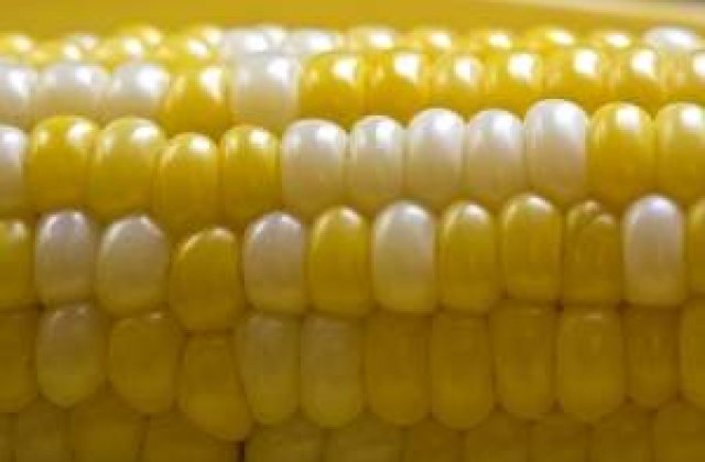 Rusia suspenda comercializarea porumbului modificat genetic