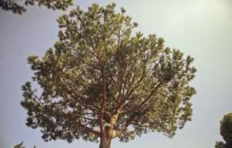 Fashion for Trees: Designerii lupta pentru padurile Romaniei