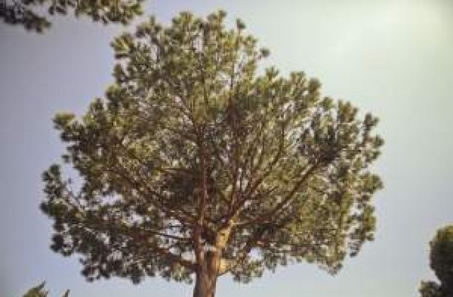 Fashion for Trees: Designerii lupta pentru padurile Romaniei