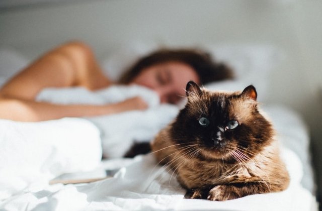 Concluzia unui studiu derulat timp de un deceniu: Persoanele care dorm cu o pisica sunt mai sanatoase