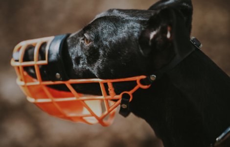 CCR: Interzicerea accesului cainilor agresivi in spatii publice fara botnita si lesa, constitutionala