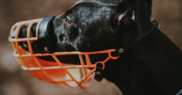 CCR: Interzicerea accesului cainilor agresivi in spatii publice fara botnita si lesa, constitutionala