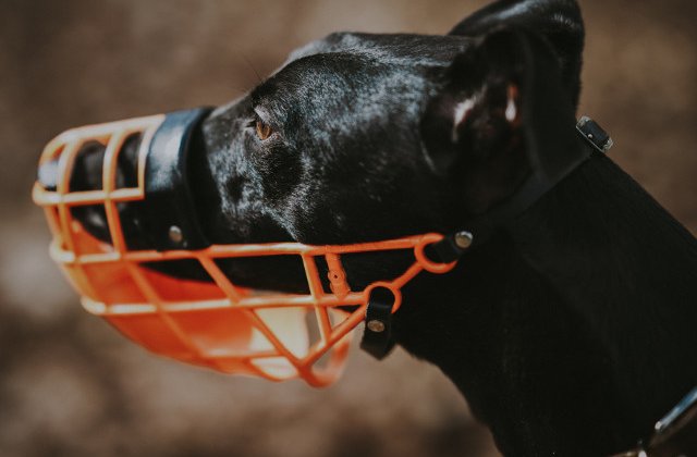 CCR: Interzicerea accesului cainilor agresivi in spatii publice fara botnita si lesa, constitutionala
