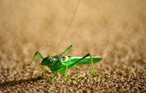 Etiopia va folosi o flota de avioane pentru a combate o invazie de lacuste
