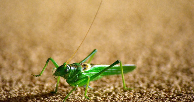 Etiopia va folosi o flota de avioane pentru a combate o invazie de lacuste