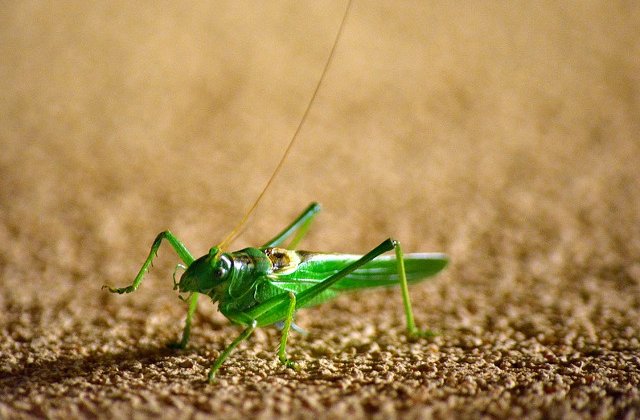 Etiopia va folosi o flota de avioane pentru a combate o invazie de lacuste