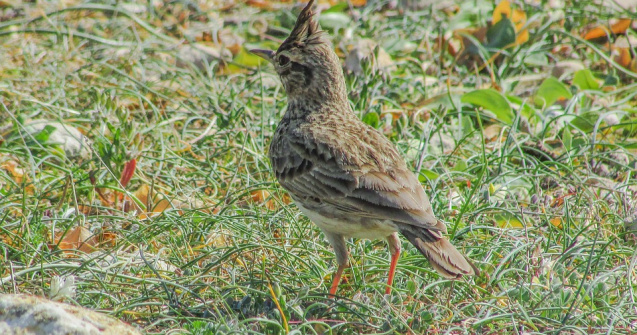 Curtea de Apel Brasov a oprit vanatoarea de ciocarliei de camp si a altor trei specii