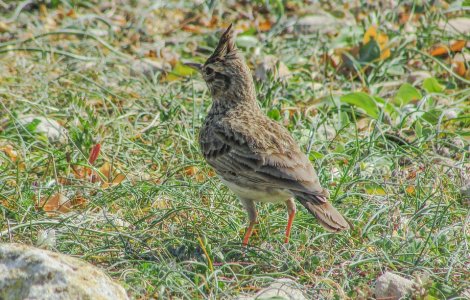 Curtea de Apel Brasov a oprit vanatoarea de ciocarliei de camp si a altor trei specii
