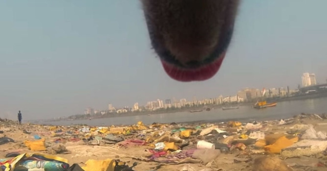 Experiment inedit: cum este viata cainilor fara stapan in India