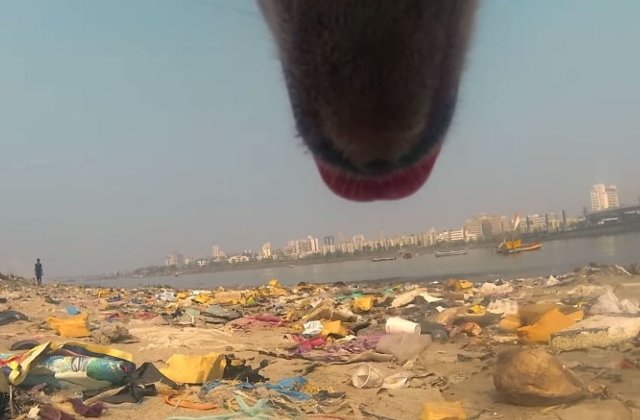 Un experiment inedit arata viata cruda pe care o au cainii fara stapan in India / VIDEO