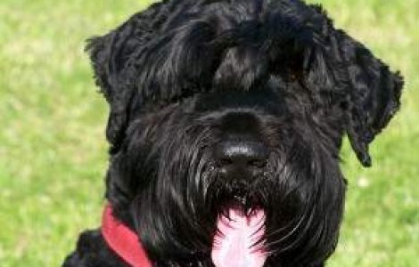 Putin i-a oferit lui Hugo Chavez de ziua lui "cainele lui Stalin"