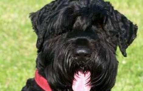 Putin i-a oferit lui Hugo Chavez de ziua lui "cainele lui Stalin"