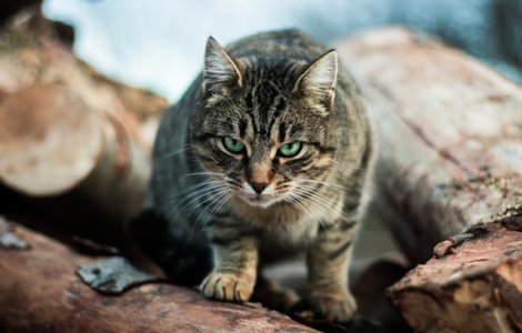 Un barbat din Moscova risca 5 ani de inchisoare pentru ca a atacat un politist cu... o pisica