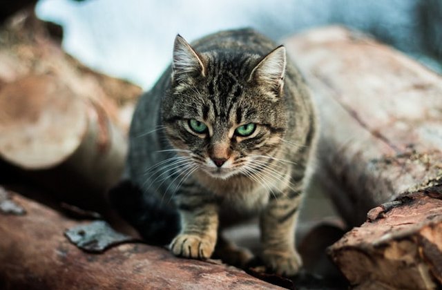 Un barbat din Moscova risca 5 ani de inchisoare pentru ca a atacat un politist cu... o pisica