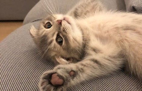  Top  Nu ai cum sa nu le iubesti: 20 de fotografii cu pisici care-ti vor aduce un zambet pe chip