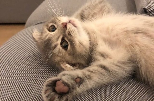 Nu ai cum sa nu le iubesti: 20 de fotografii cu pisici care-ti vor aduce un zambet pe chip