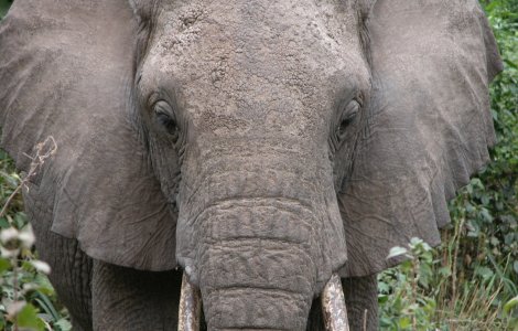 Un elefant a murit de epuizare in Sri Lanka dupa ce a transportat mai multe grupuri de turisti
