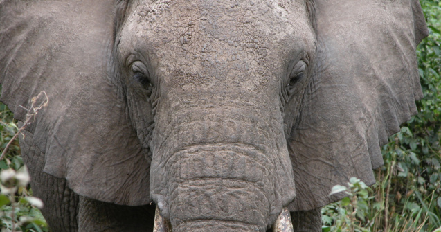 Un elefant a murit de epuizare in Sri Lanka dupa ce a transportat mai multe grupuri de turisti