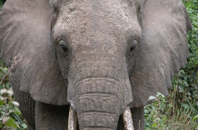 Un elefant a murit de epuizare in Sri Lanka dupa ce a transportat mai multe grupuri de turisti