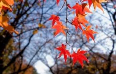 8 sarbatori haioase in luna octombrie, in afara de Halloween