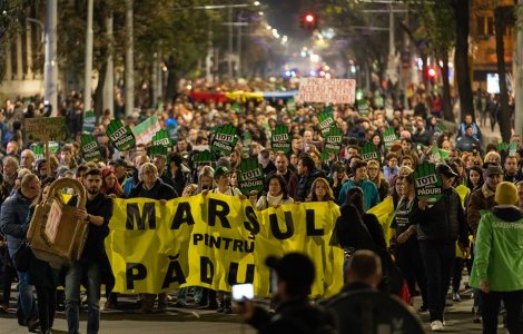 Galusca (Greenpeace Romania): Ministerul habar nu are ce se intampla in padurile din Romania. Situatia este scapata de sub control