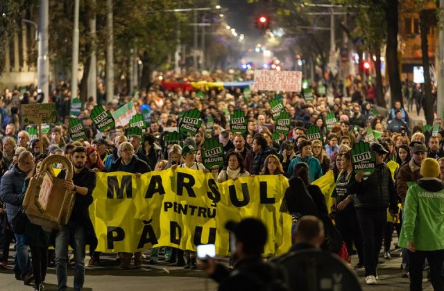 Galusca (Greenpeace Romania): Ministerul habar nu are ce se intampla in padurile din Romania. Situatia este scapata de sub control
