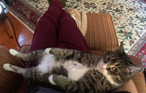  Top  10+ fotografii care demonstreaza ca pisicile nu se opresc niciodata din a-si surprinde stapanii