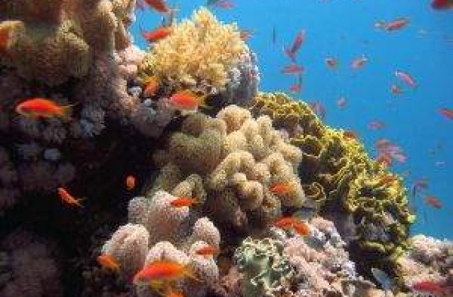 Australia: Marea Bariera de Corali a pierdut peste jumatate din recife