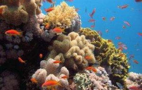 Australia: Marea Bariera de Corali a pierdut peste jumatate din recife