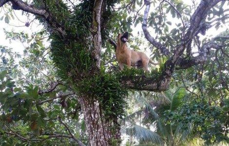  Top  Caini care nu stiu exact ce vor: 10+ imagini care te induc in eroare