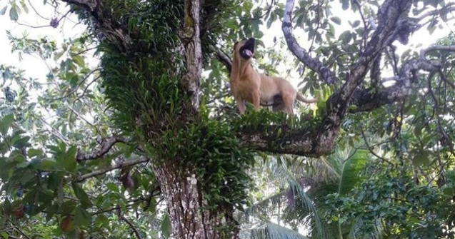  Top  Caini care nu stiu exact ce vor: 10+ imagini care te induc in eroare