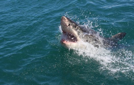Mana unui turist de 44 de ani, descoperita in interiorul unui rechin