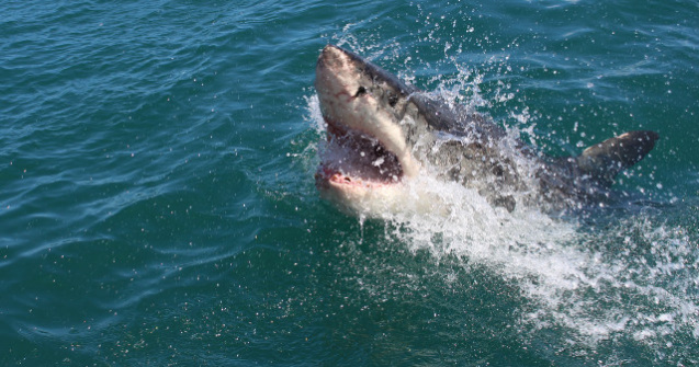 Mana unui turist de 44 de ani, descoperita in interiorul unui rechin