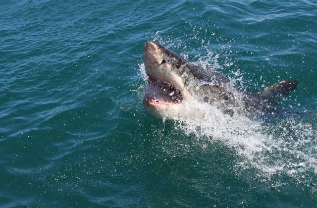 Mana unui turist de 44 de ani, descoperita in interiorul unui rechin