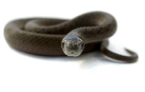 Prietena mea cobra