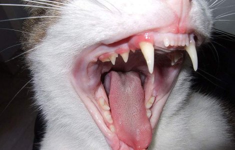  Top  TOP 7: Animale care si-au mancat stapanii