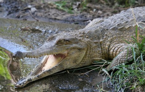 Un barbat a reusit sa se elibereze dintre maxilarele unui crocodil lovindu-l in ochi