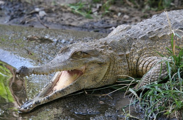 Un barbat a reusit sa se elibereze dintre maxilarele unui crocodil lovindu-l in ochi