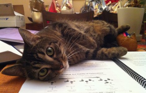  Top  15+ imagini care ilustreaza ca pisicile pot fi destul de agasante, mai ales cand vrei sa citesti