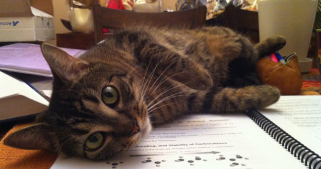  Top  15+ imagini care ilustreaza ca pisicile pot fi destul de agasante, mai ales cand vrei sa citesti