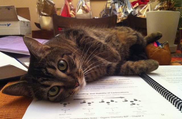 15+ imagini care ilustreaza ca pisicile pot fi destul de agasante, mai ales cand vrei sa citesti