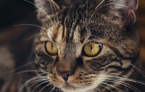 Un pasager care s-a imbarcat cu o pisica prea grea in avion, sanctionat cu pierderea punctele de loialitate