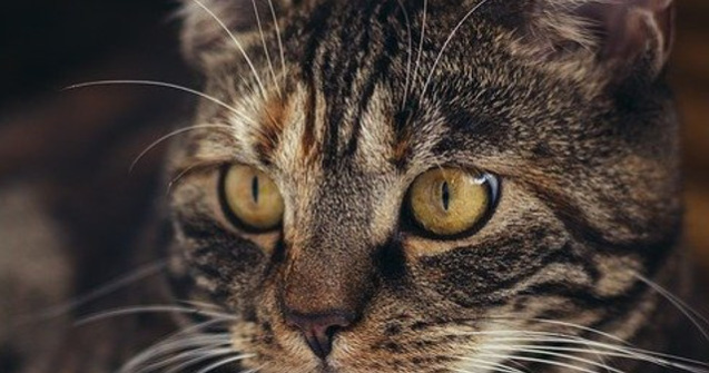 Un pasager care s-a imbarcat cu o pisica prea grea in avion, sanctionat cu pierderea punctele de loialitate