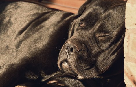 Un barbat si-a omorat cainele, nervos ca mama sa nu i-a permis sa intretina relatii intime in casa ei